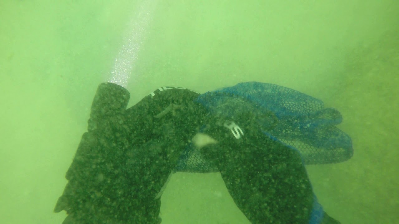 Regina wreck Goliath Grouper and Manatee