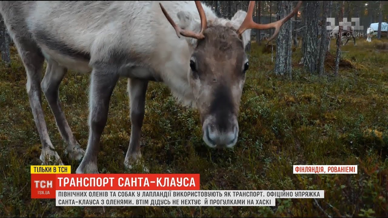 Стають транспортом та їжею. Як живуть північні олені у Лапландії