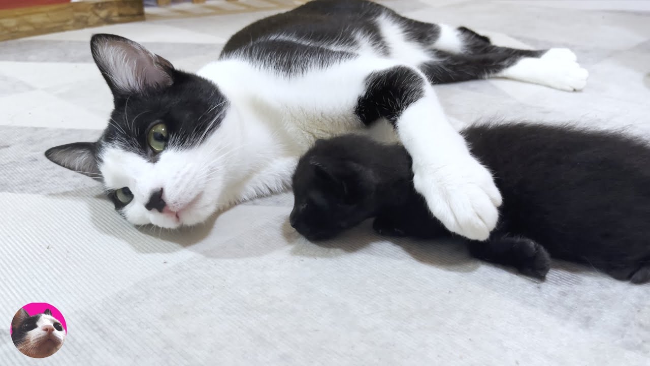 Первая встреча крошечного котенка и чудесного пожилого кота Му была наполнена добротой и любовью