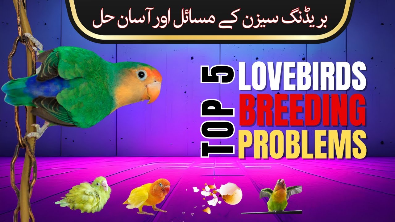 Top 5 Lovebird Breeding Problems and Solution | African Lovebirds Breeding Tips