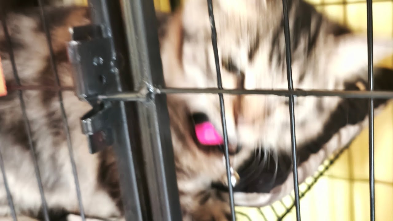 his name is chi chi