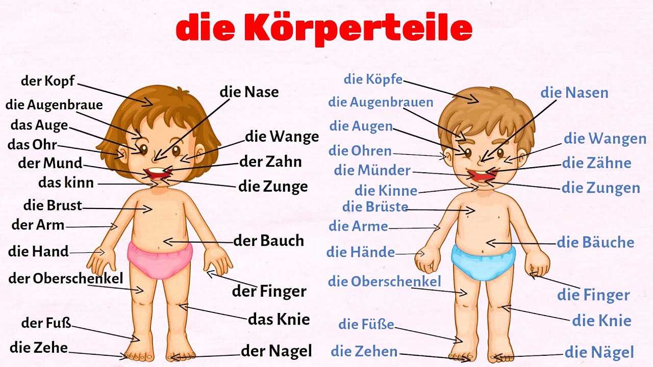 أعضاء جسم الإنسان باللغة الألمانية كتابة مع الصوت Die Körperteile