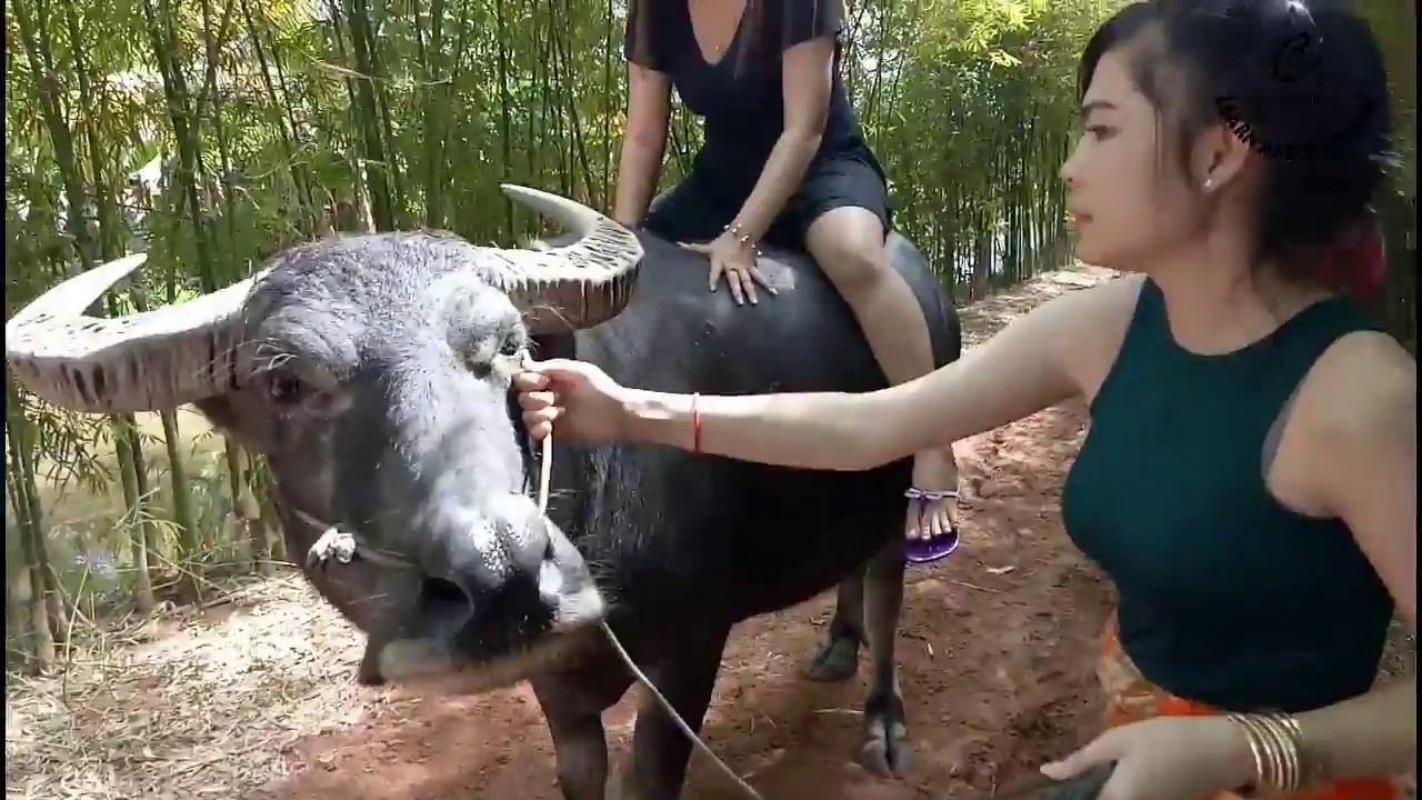 Wow Cute Girl Training Riding A Buffalo - Girls How To Ride A Buffalo