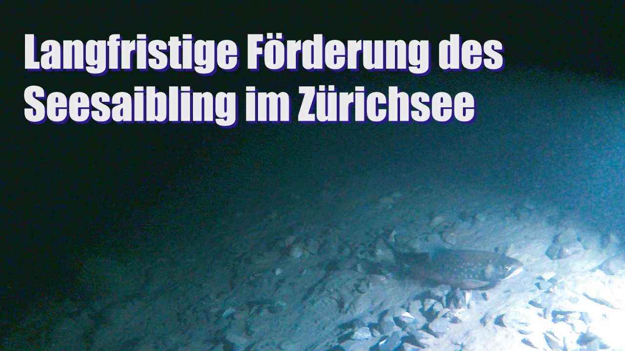 Projektbericht: Langfristige Förderung des Seesaibling im Zürichsee