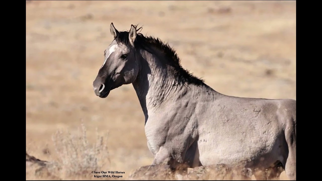 Can music save a herd? 🐎