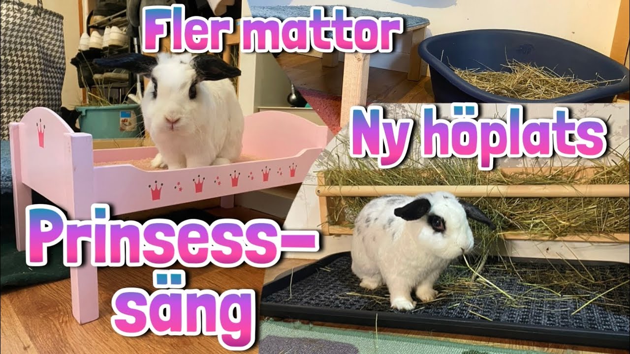 Hur mycket kan man förbättra hos innekaninerna för 300 kr?