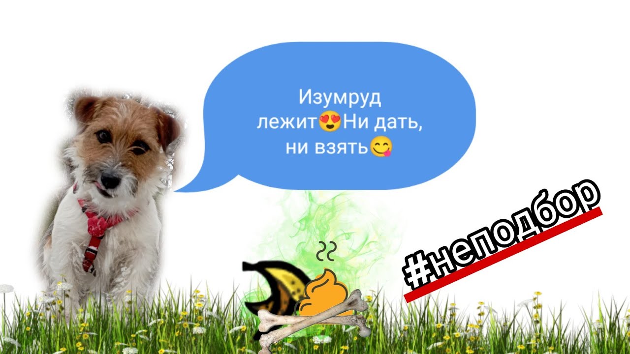 Что делать, если собака 