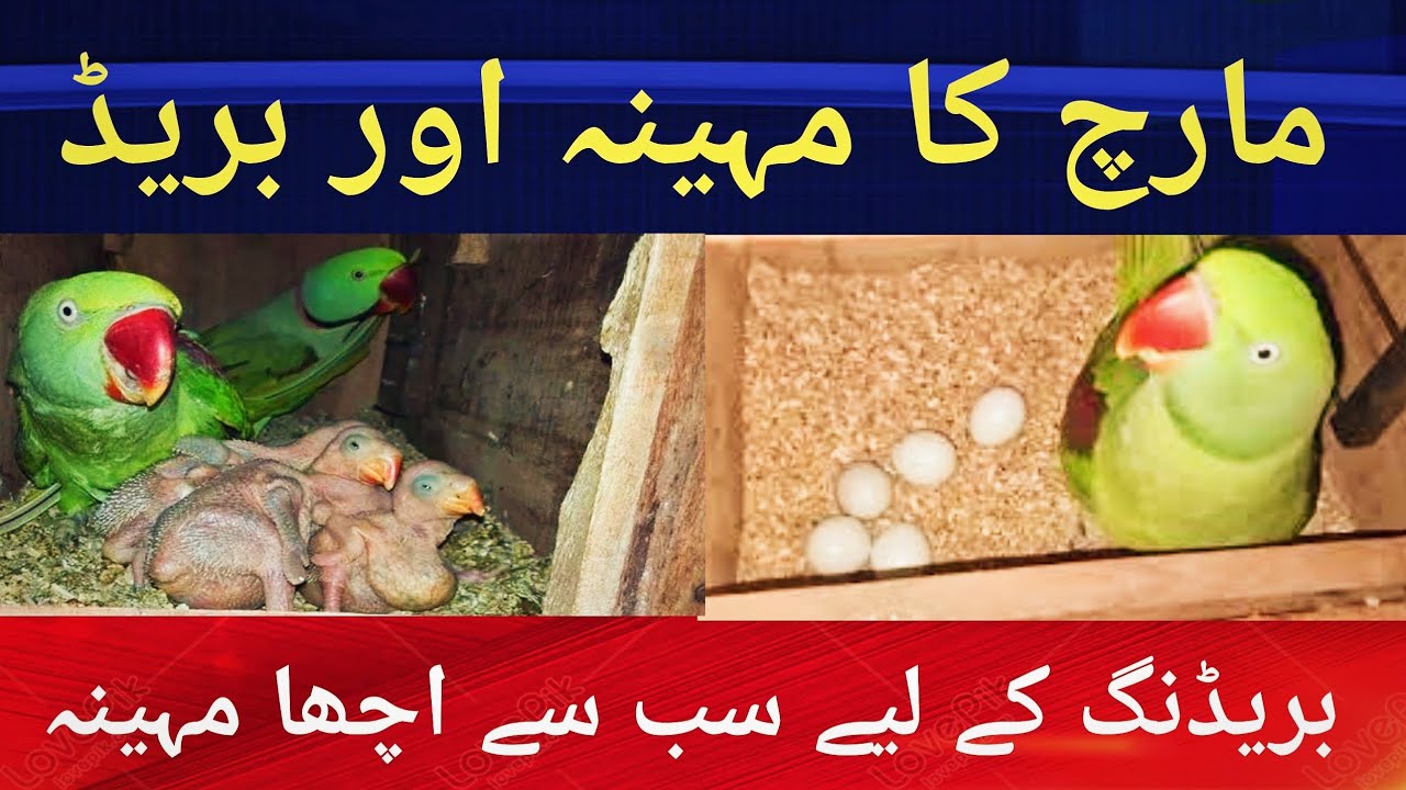 Breeding Progress RingNeck Parrots Raw Parrots. بریڈ کے حوالے سے مارچ کا مہینہ سب سے اچھا ہوتا ہے