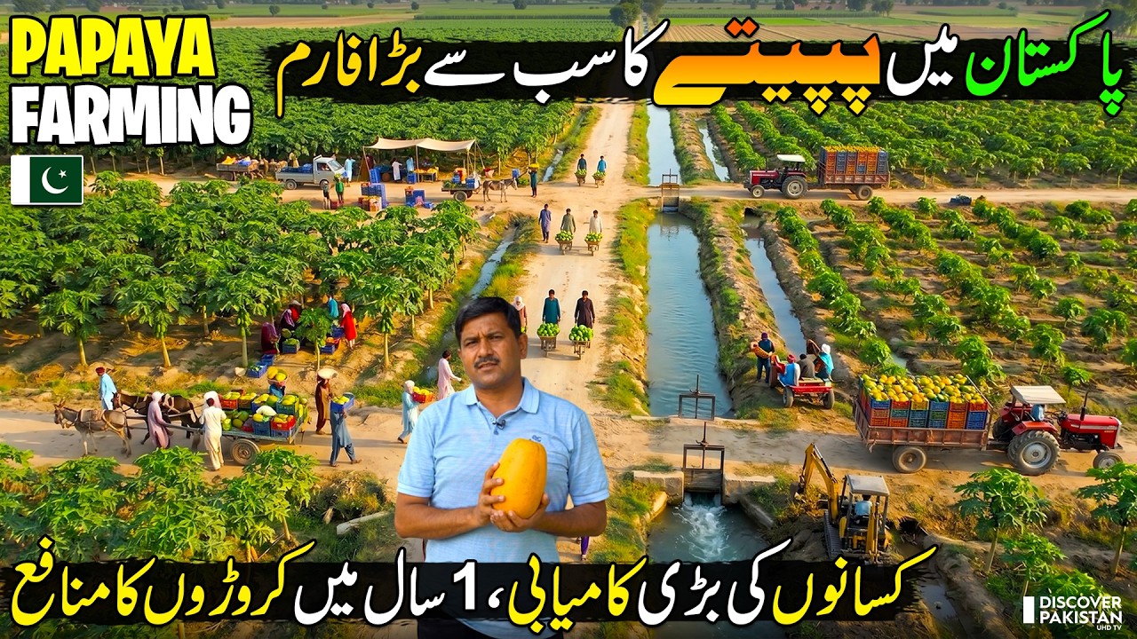 Papaya Farming in Pakistan 🥭 | Billion-Dollar Fruit Business 🇵🇰 | Discover Pakistan
