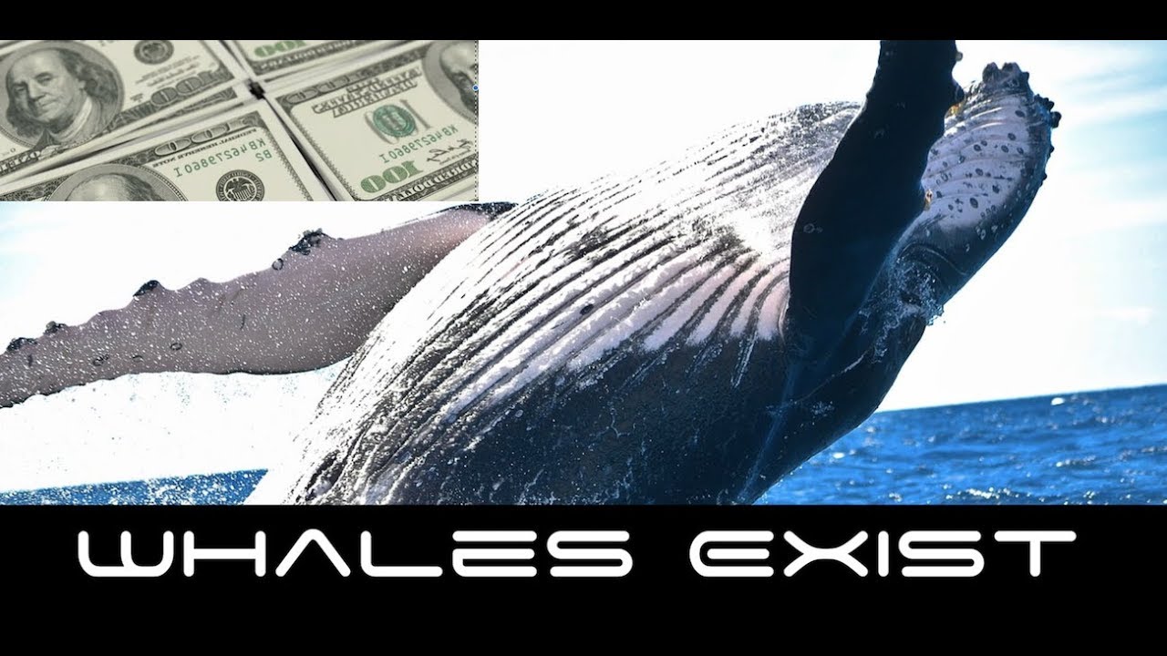Cryptocurrency Whales Moving Big Money In and Out of Market?