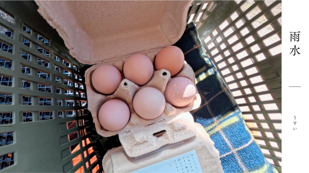 たまごが増えてきました。もう春なのかもしれない【つちのうえ日記 ＃5】