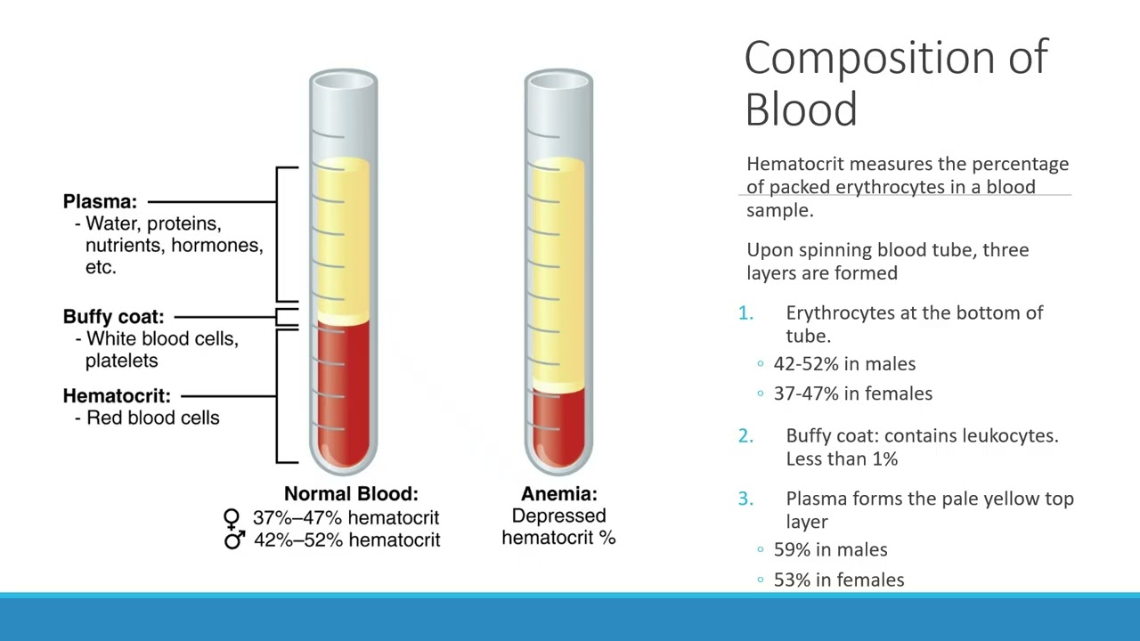 BIO 211 Chapter 18 Blood PPT Recording