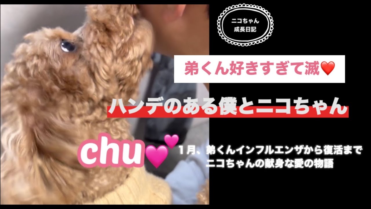 【トイプードル】弟くんとニコちゃん特集『インフルエンザから復活、ニコちゃん献身な愛の物語』
