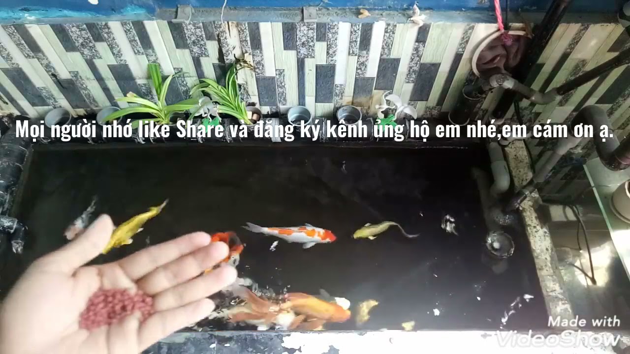 Huấn luyện cá koi dạng người và mút tay chỉ sau 2 tuần dành cho người mới chơi.