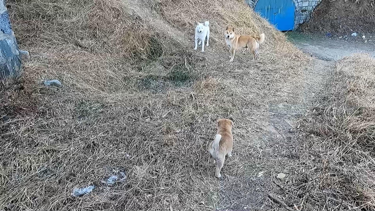 Dramatic - Carefree life of a cute street puppy (4)