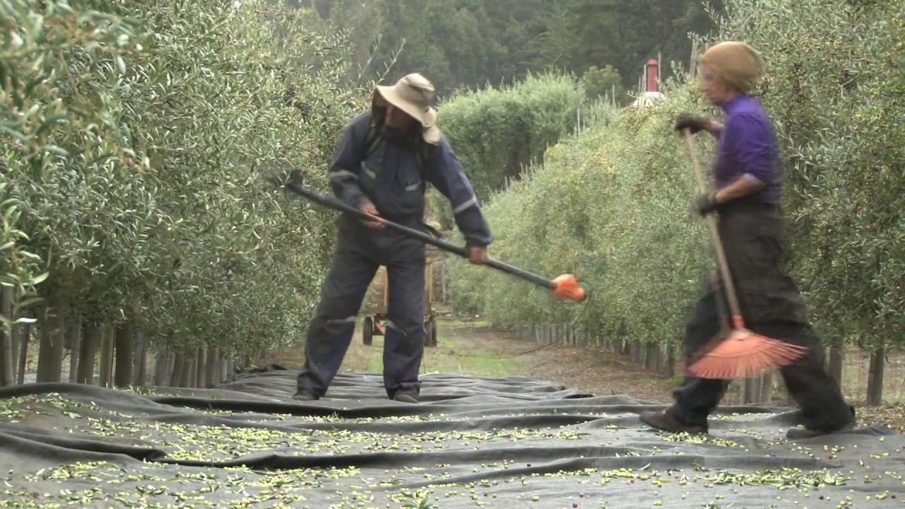Aceite de Oliva,Chile