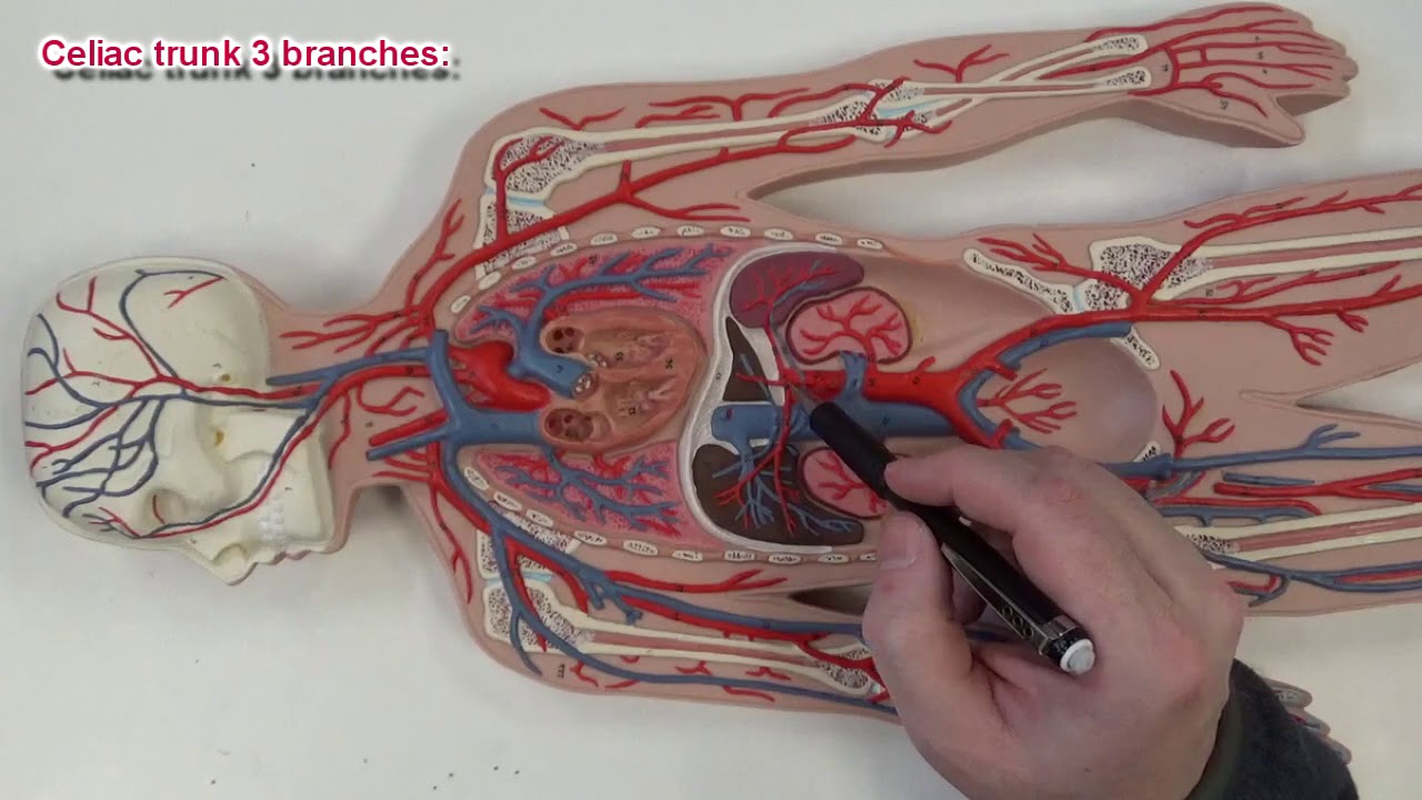 Circulatory System - Arteries