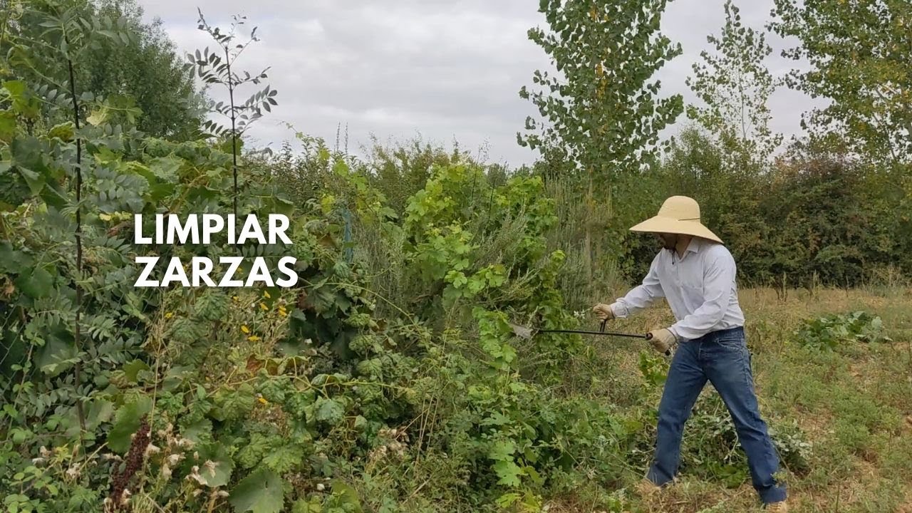 Valla llena de ZARZAS. Cómo limpiarla usando un rozón.
