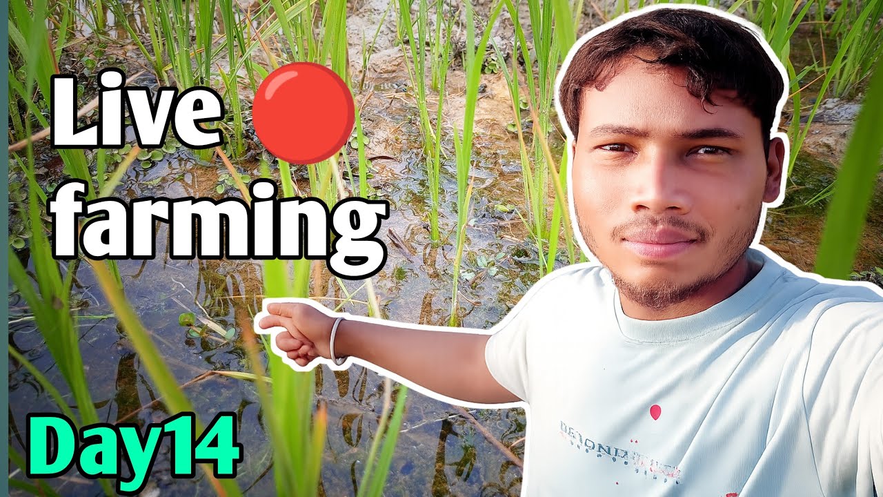 🌾Live 🔴 मैं आ जाओ सब ..? farming is live! day 14 ! 🎯✅