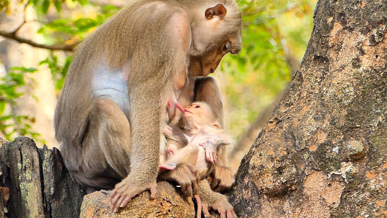 Educational Wildlife Documentary: Baby Monkey Learning to Walk After Nursing.