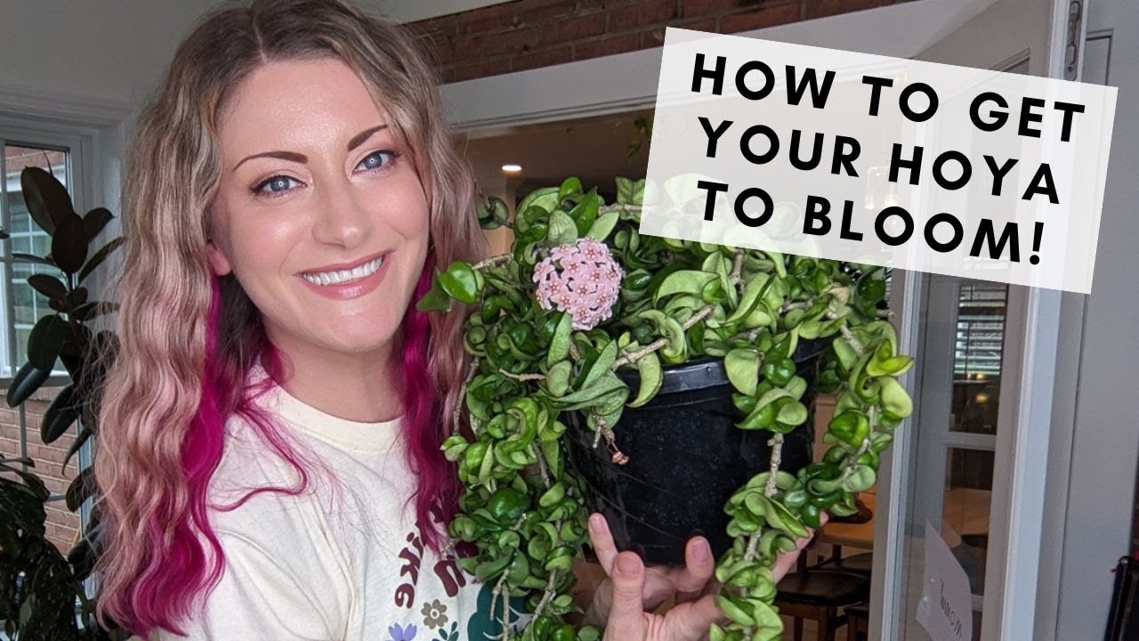5 reasons why your hoya isn't blooming & how to fix it!
