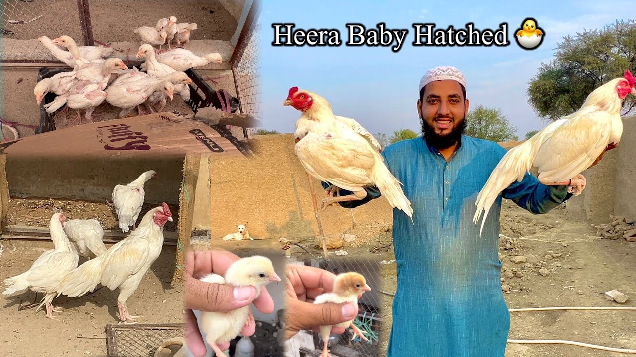 Favourite Heera Breed Agyi ☺️ Mini Zoo Full ❤️