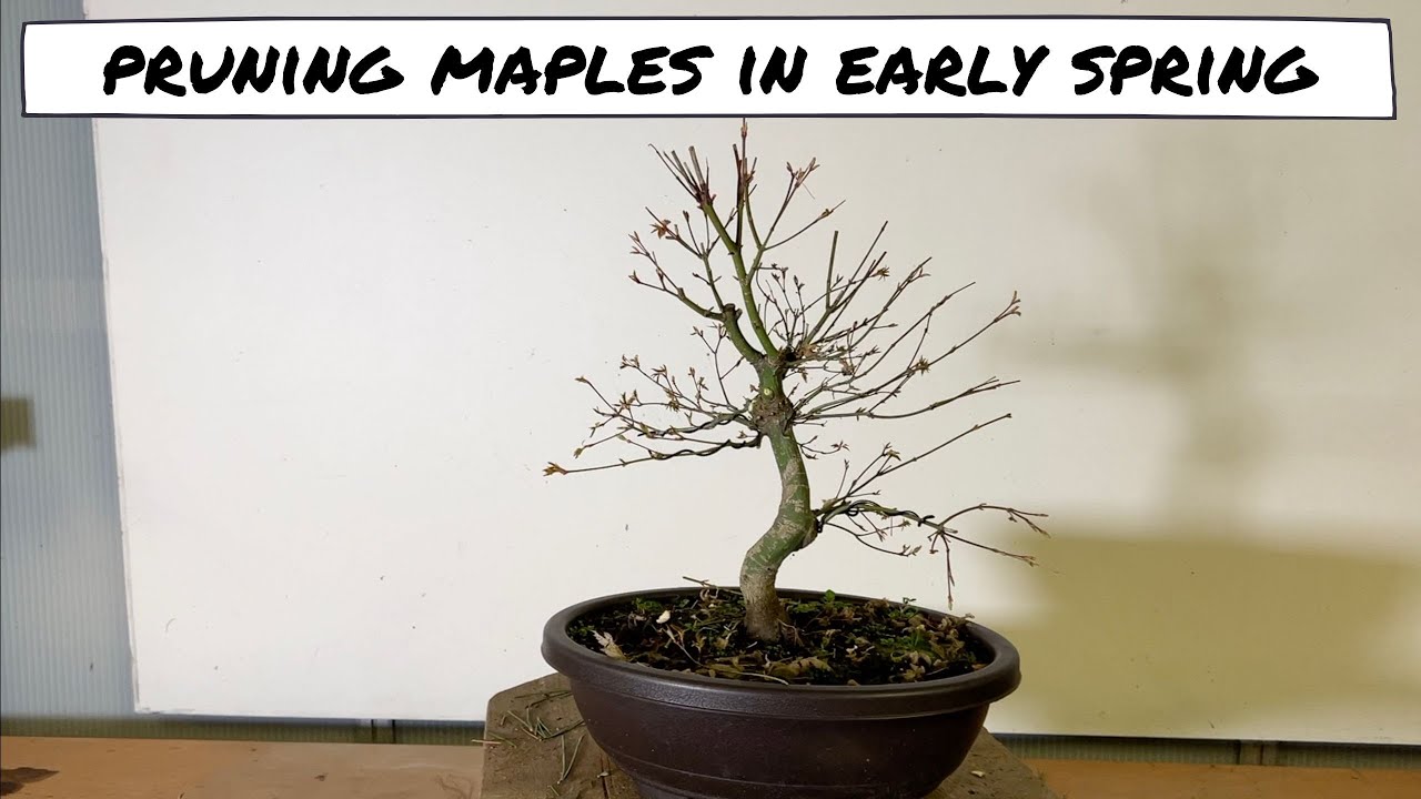 Pruning Japanese Maples in Early Spring