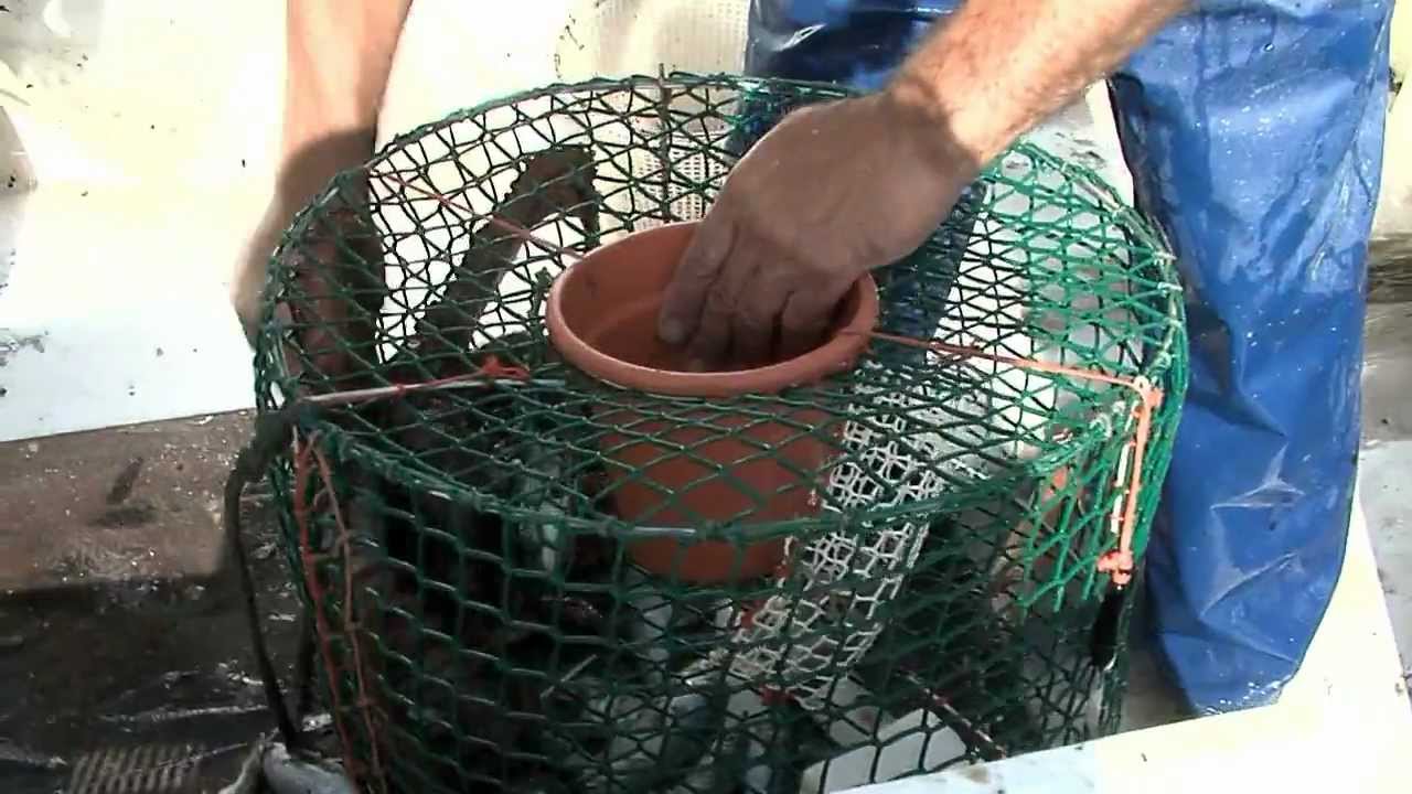 Pescando pulpos en el Levante Almeriense. Sabor a mar pesca pulpos con Alonso Quesada