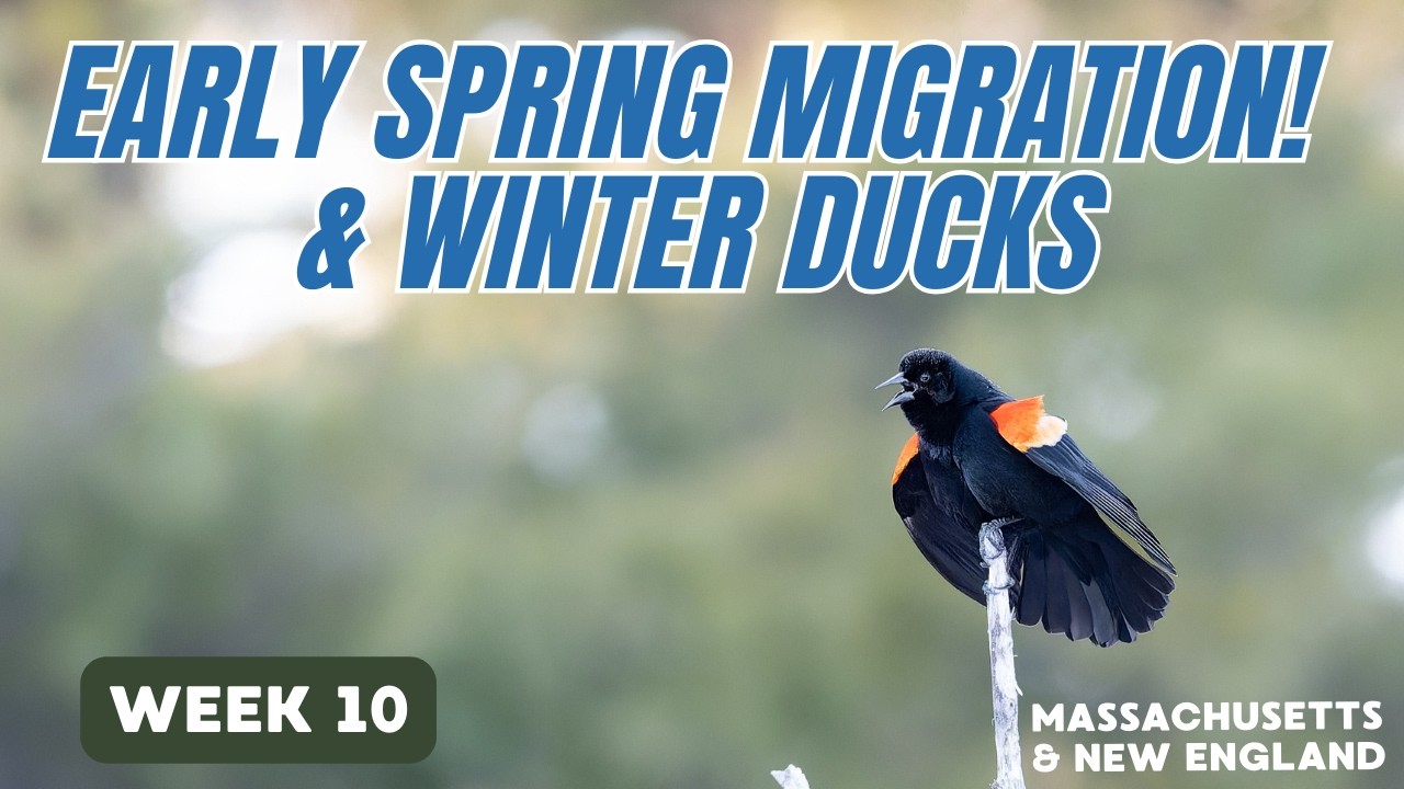 Lifer Alcid, a Rare King Eider & My Biggest Week in Months | Essex County Little Big Year Week 10