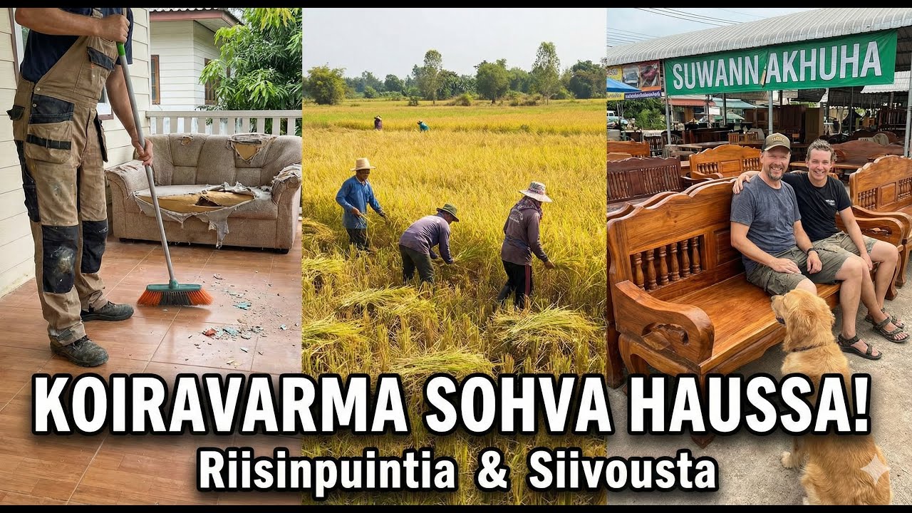 Riisinpuintia & Sohvaostoksilla #farming #thaimaa #shoppingtime