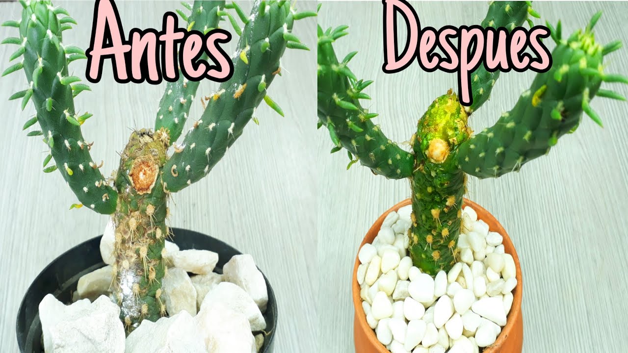 COMO ELIMINAR COCHINILLA DE FORMA CASERA 🌵