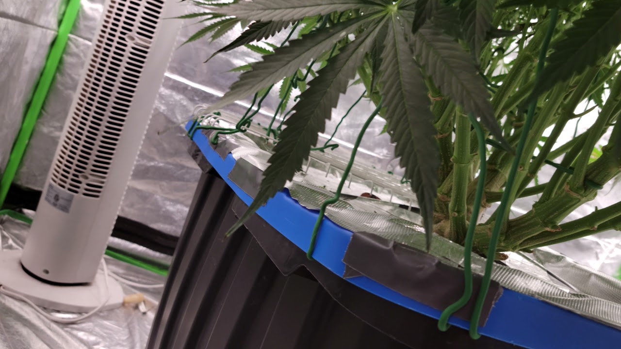 Amnesia Haze XL Auto - QCS - Trunk 8k