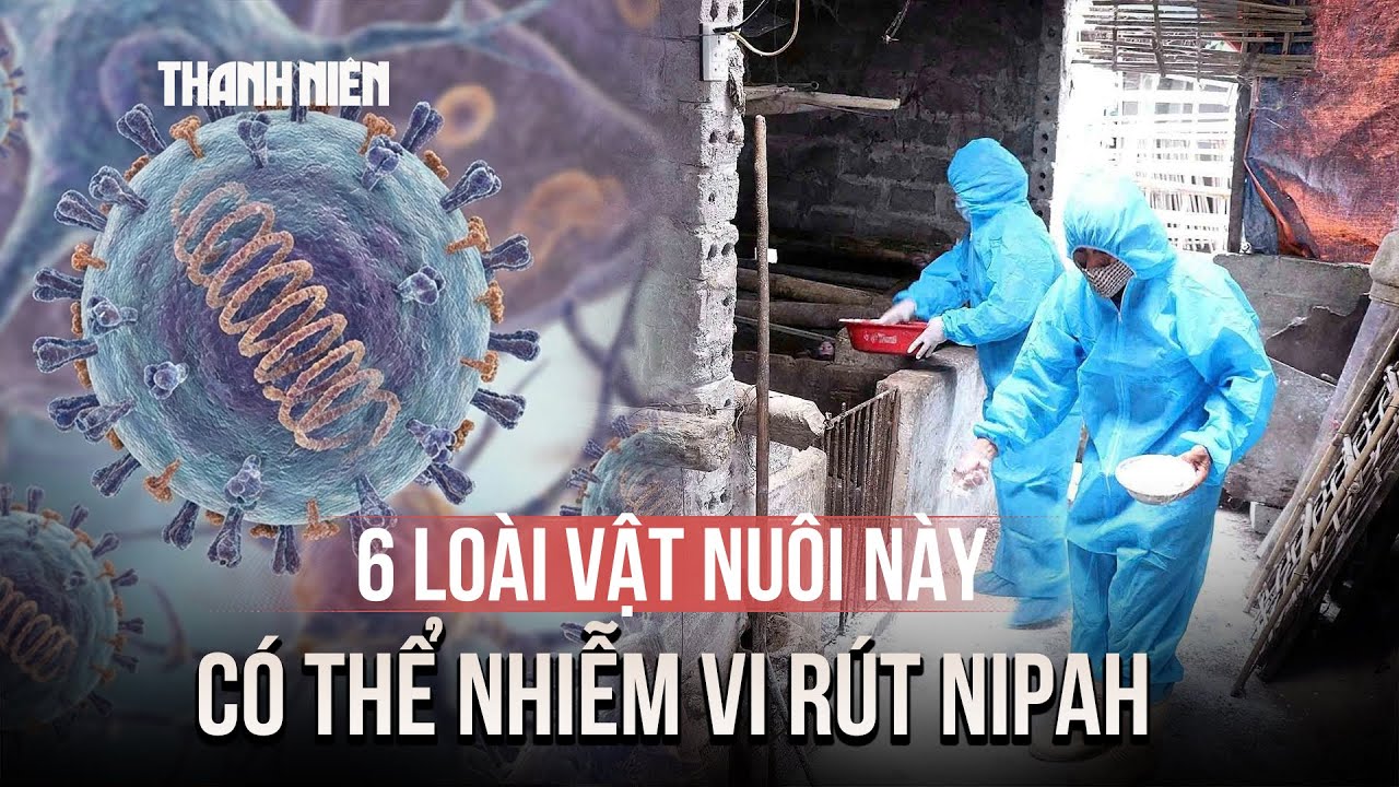 6 loài vật nuôi này có thể nhiễm vi rút Nipah