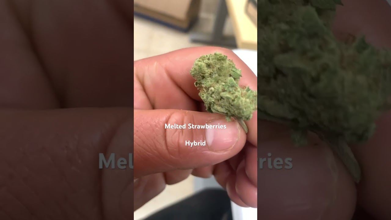 Melted Strawberries (hybrid). #weed