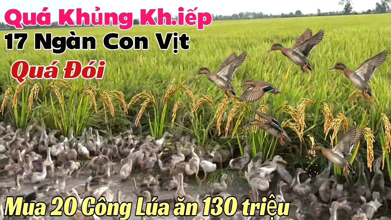 17 Ngàn Con Vịt Quá Đói Tràn Vào 20 Chục Công Đất Lúa Chín Ăn Nhìn Thấy Thương 