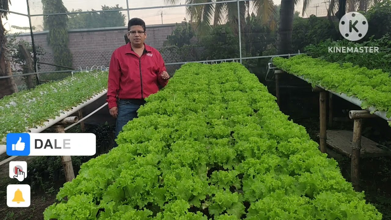 APIO Y LECHUGA HIDROPONICA CON EXCELENTES RESULTADOS