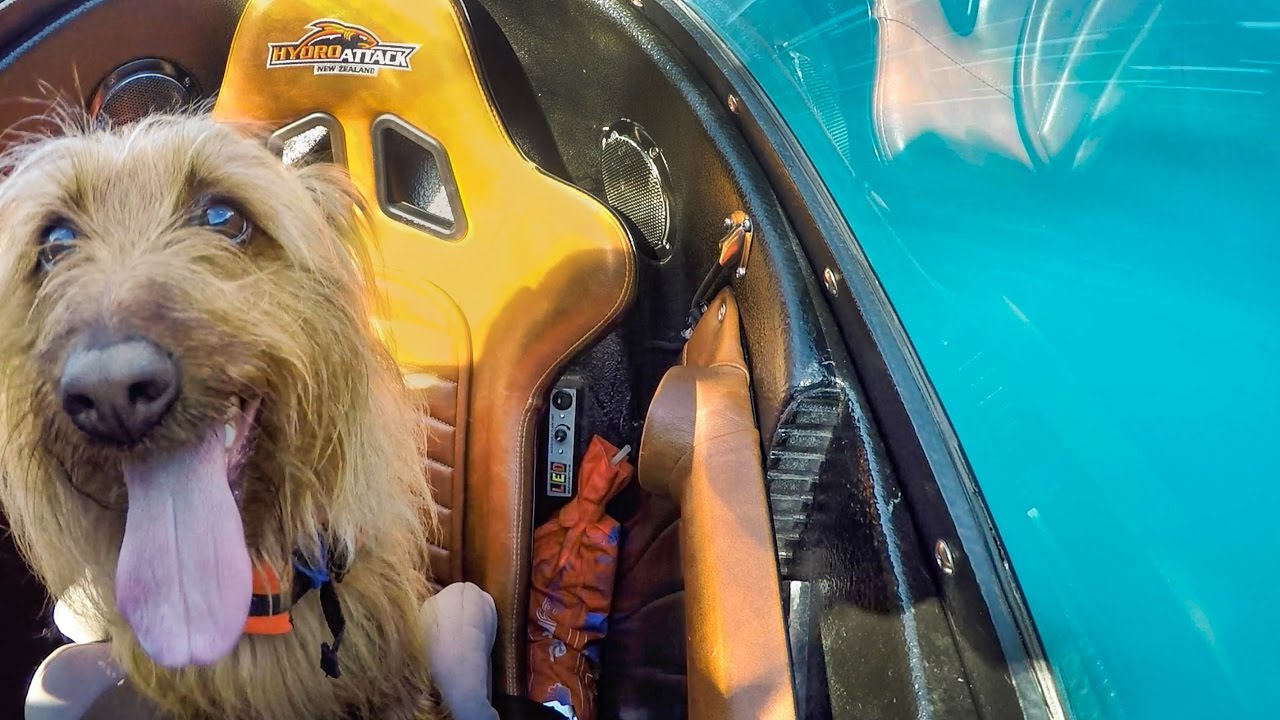 A Dog in a Shark