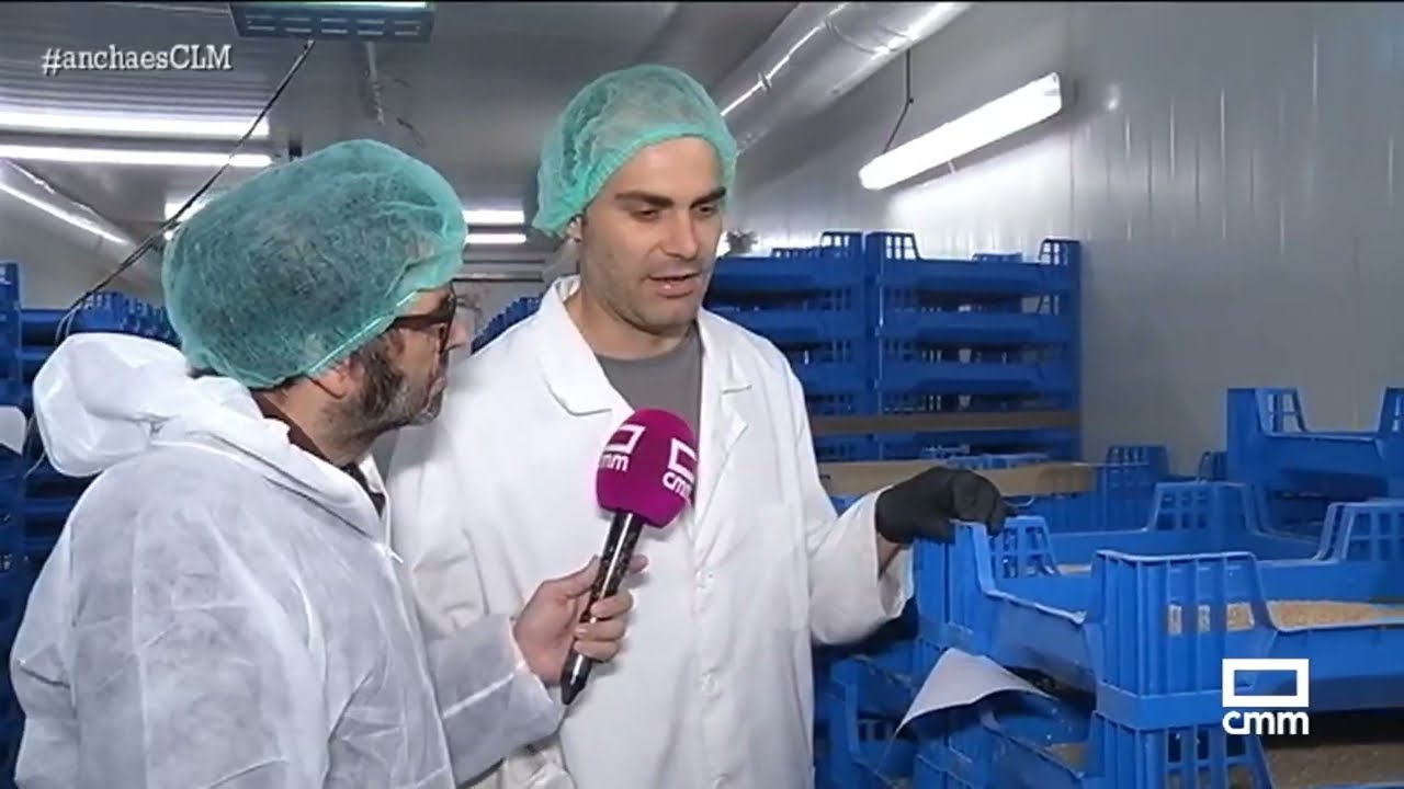 El escarabajo de la harina, una fuente de proteína | Ancha es Castilla-La Mancha