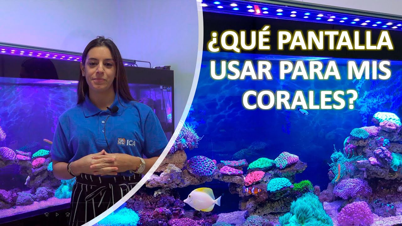Luz y corales en acuarios marino - Parte 2