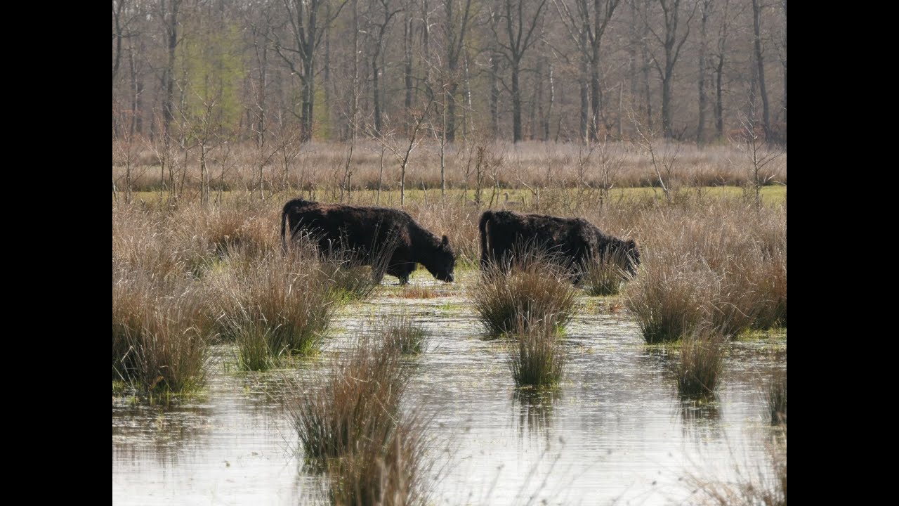 Drenthepad - etappe 16: Elp - Westerbork