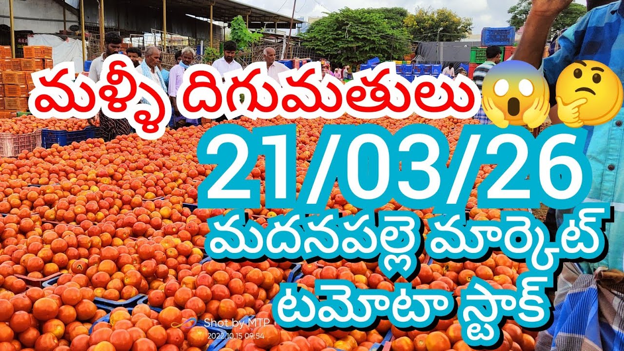 21-03-26 Madanapalle Tomato Market price Today || Today Tomato Market Rate in Madanapalle #today