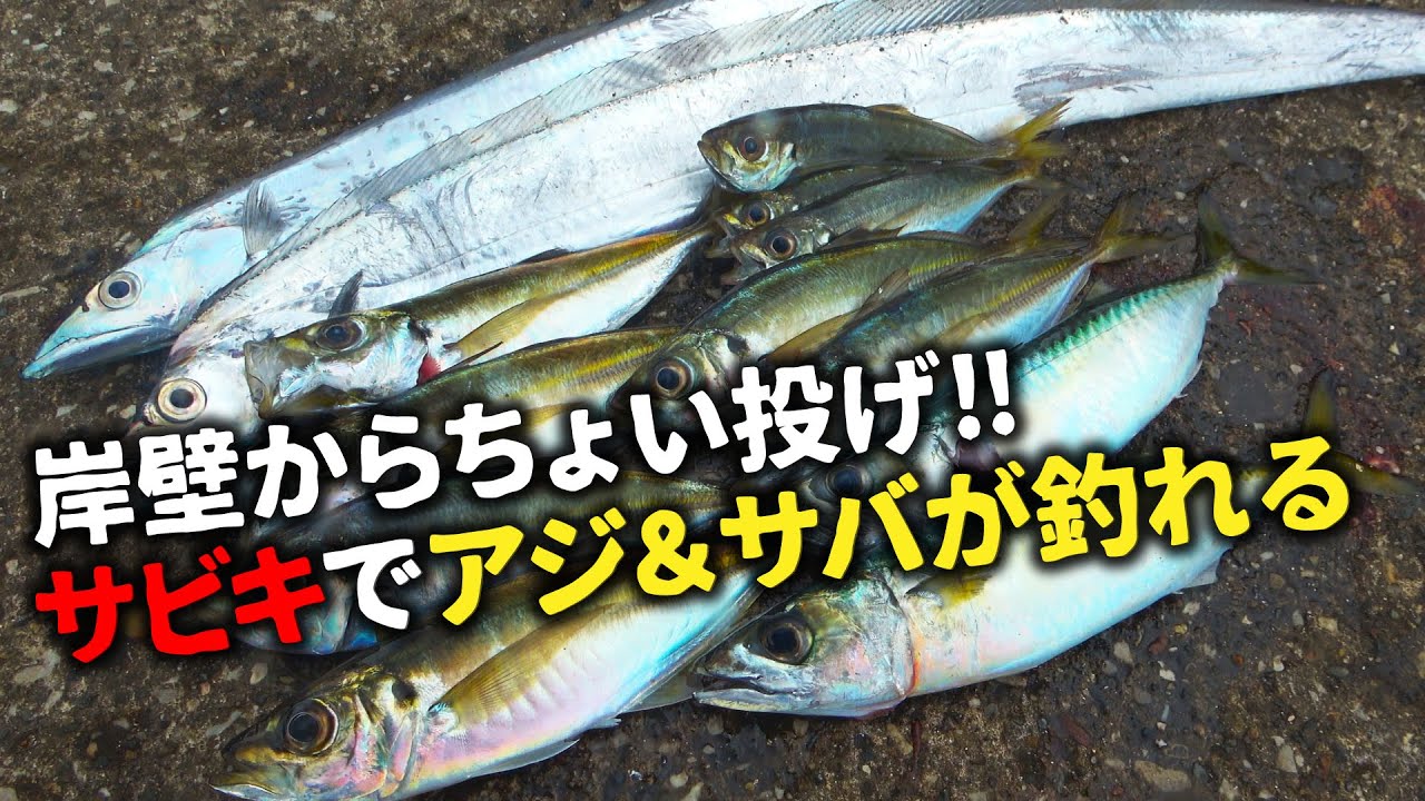 【足元に投げるだけ】岸壁からぶっこみサビキで良型のアジ・サバを狙う[テンヤでタチウオも！]