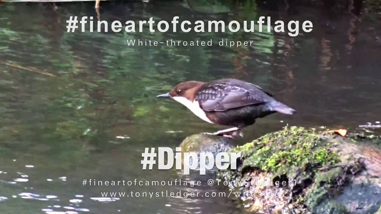 Dipper Bird Tolka River Dublin #pilgrimwiracamera