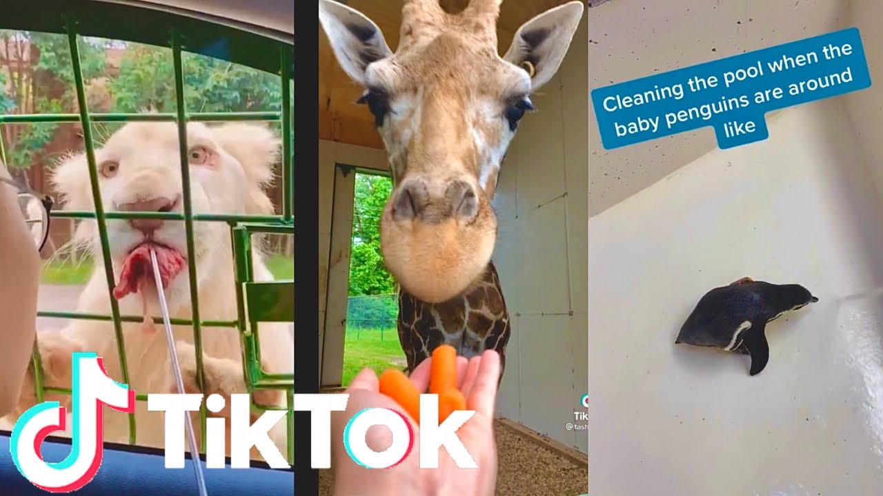Amazing Cute Animals in the ZOO🦓 - zoo animal compilation 🥰 | Tik Tok Animals