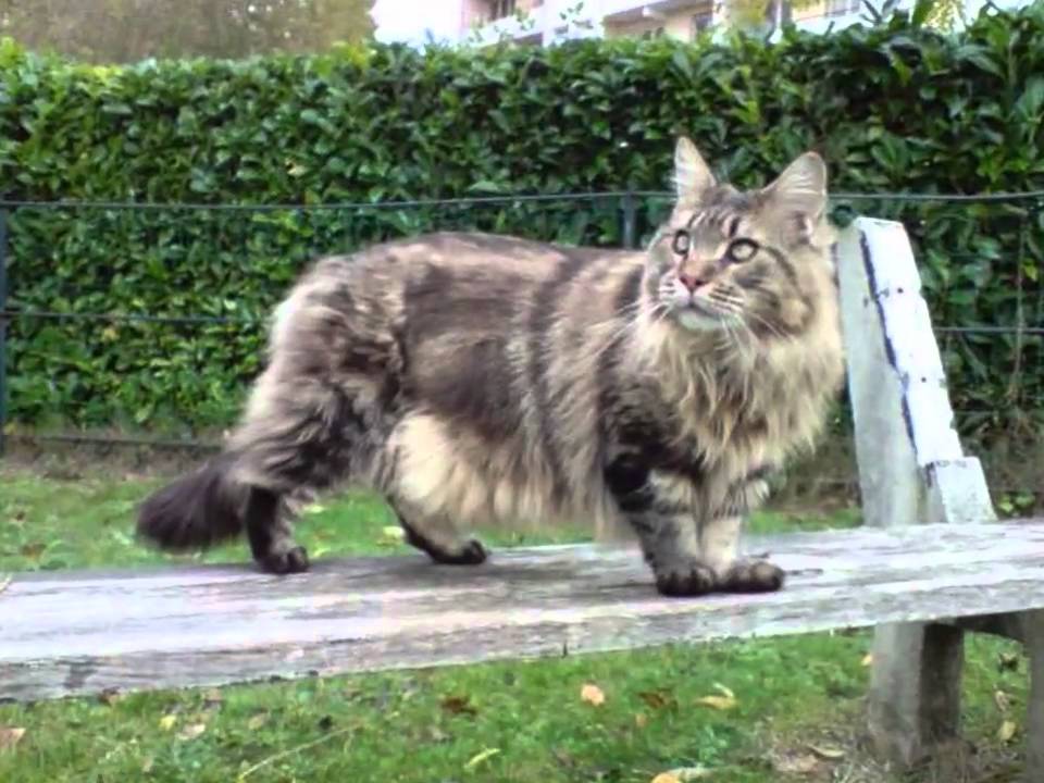 Cannelle- Maine coon aveugle et IRC/ Blind maine-coon with a kidney disease