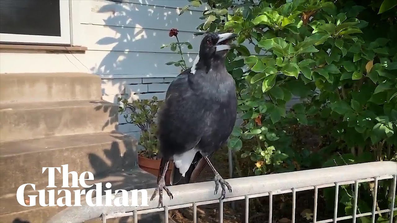 Australian magpie mimics emergency siren during NSW bushfires