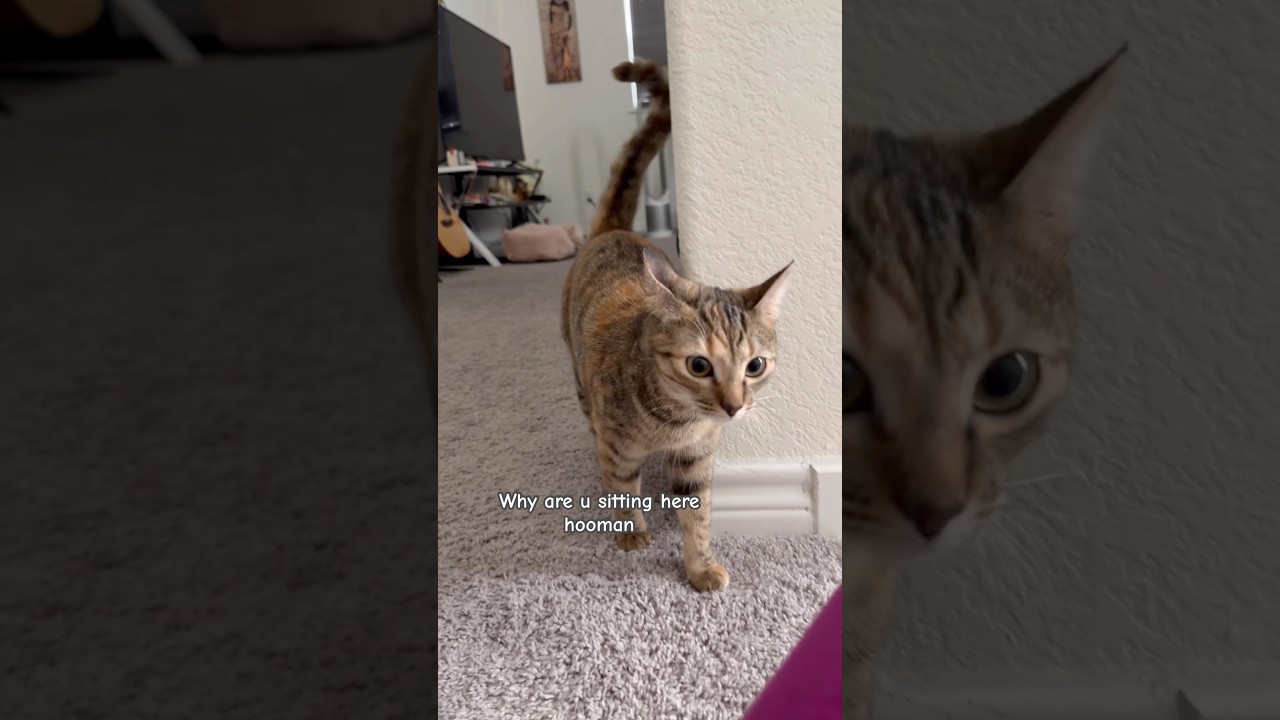 Почему ты сидишь здесь, человек? #catsofyoutube #shortsfeed #shorts