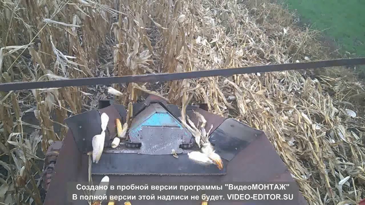 Уборка кукурузы в качанах.