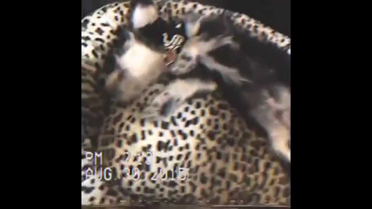 Daredevil The Dog | Andy Biersack and Juliet Simms