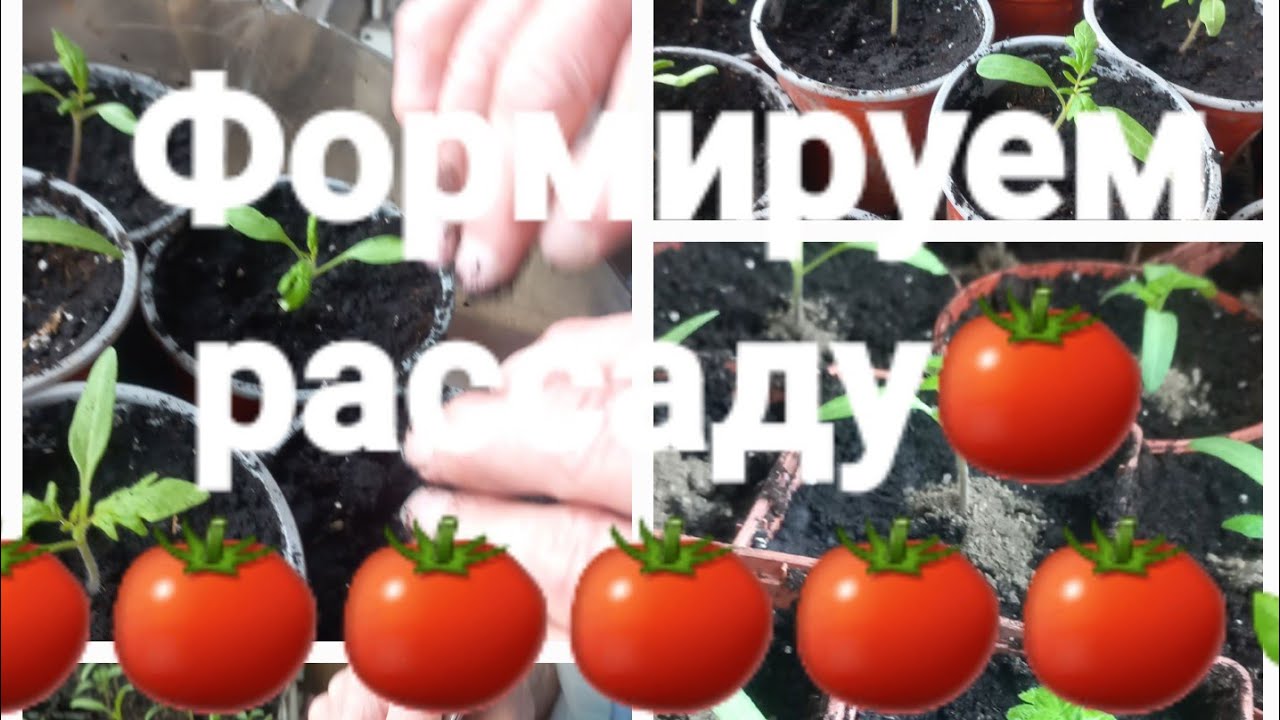🌿2155🌿🌿ЧТО ЖЕ ДЕЛАТЬ С РаСсАДОЙ?ОНА ВЗОШЛА!🍅🌿 ВСЕ  в нашем видео !#выращиваем крепкуюрассадутоматов 